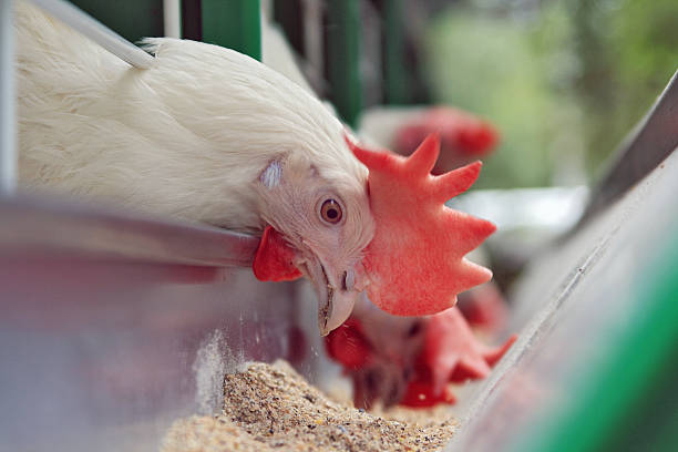Bird, Poultry & Animal Food