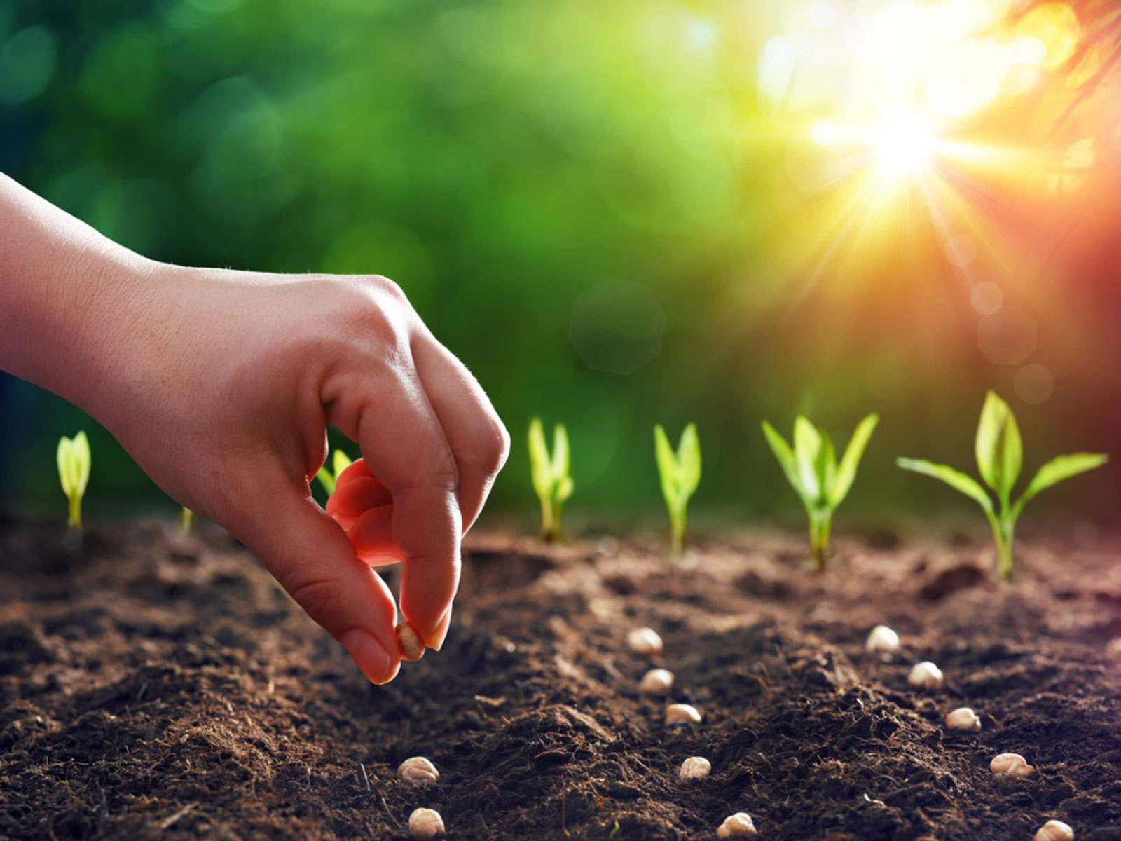 Seeds & Plant Saplings
