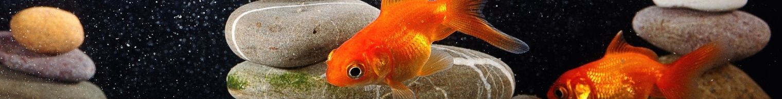 Aqua Culture, Aquarium & Accessories