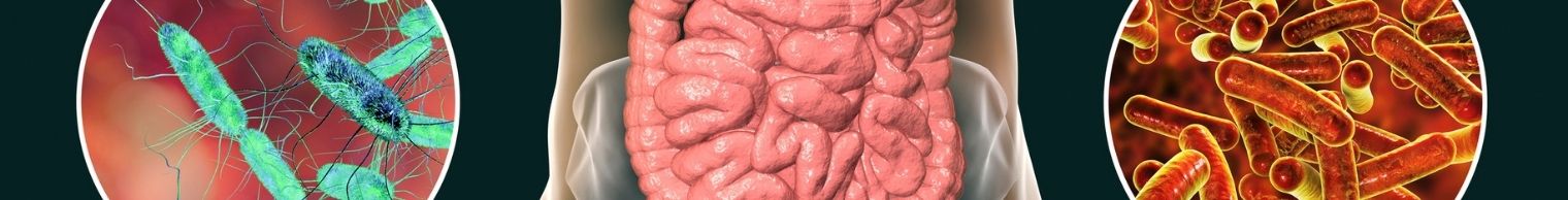 Digestive System Medicines & Drugs