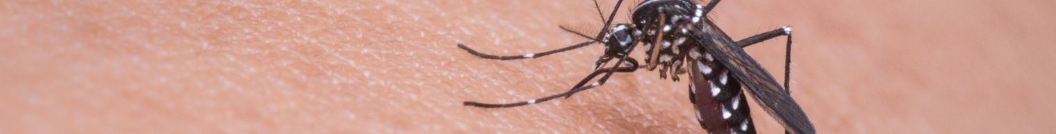 Mosquito, Insect & Bugs Netting