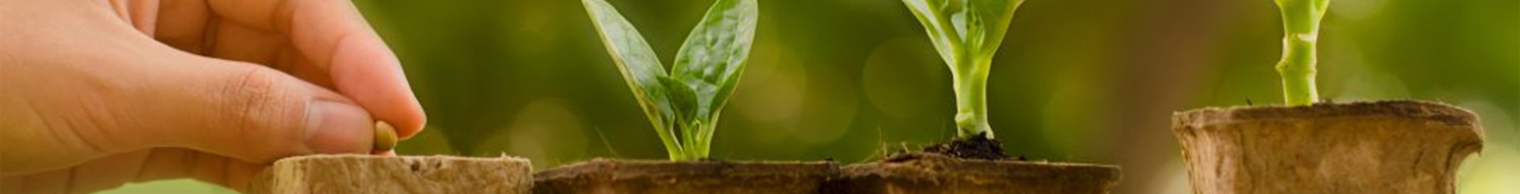 Seeds & Plant Saplings