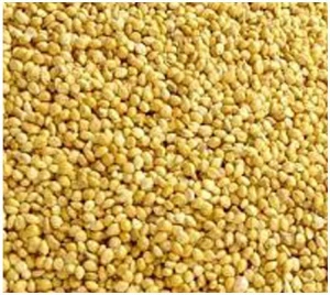 Yellow Millet