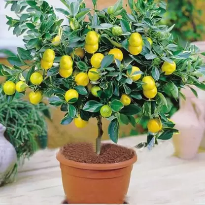 Hybrid Plant