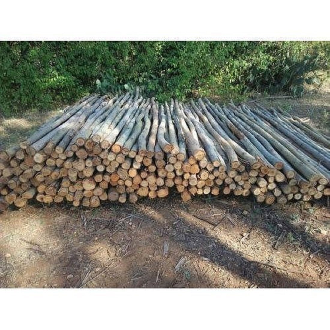 Eucalyptus Poles