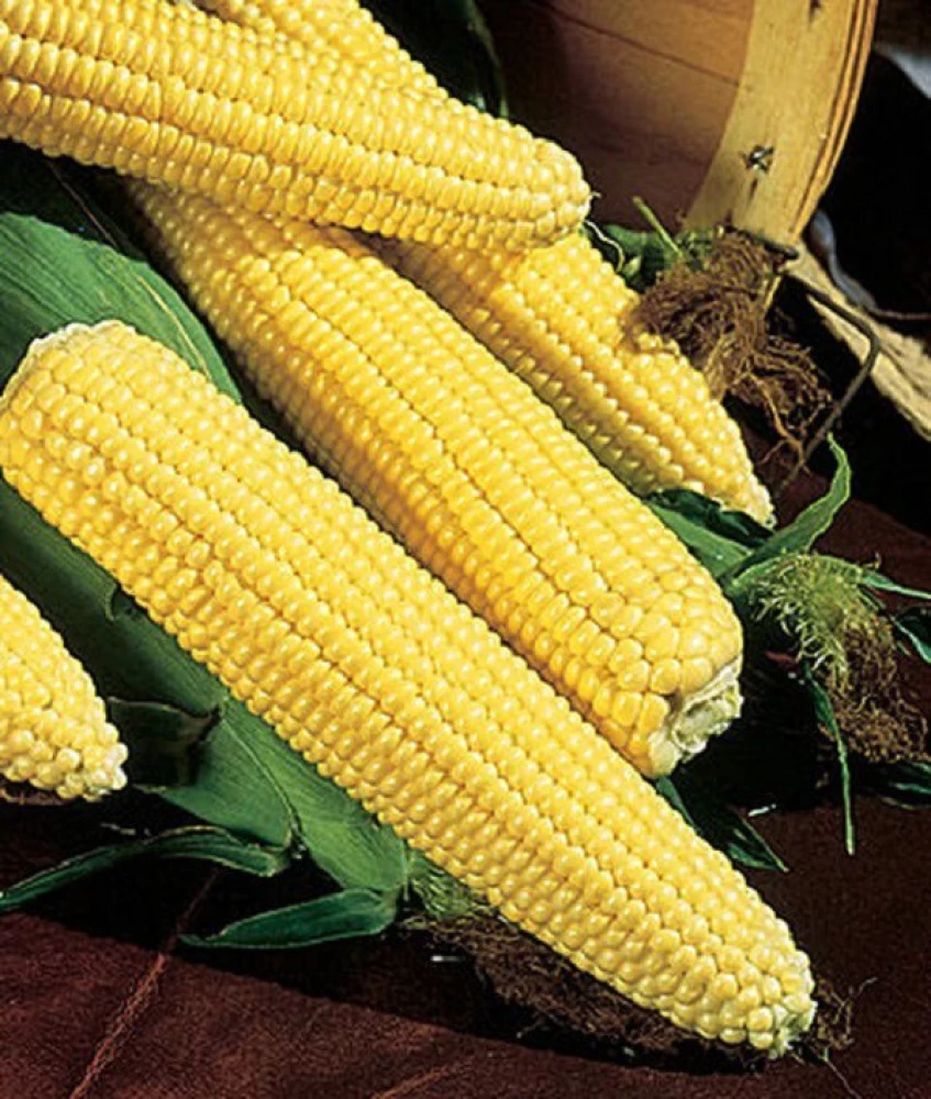 Organic Corn