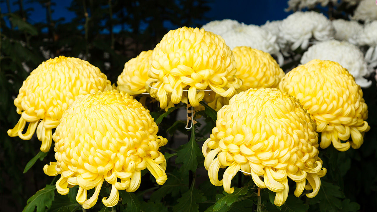 Chrysanthemum Flower
