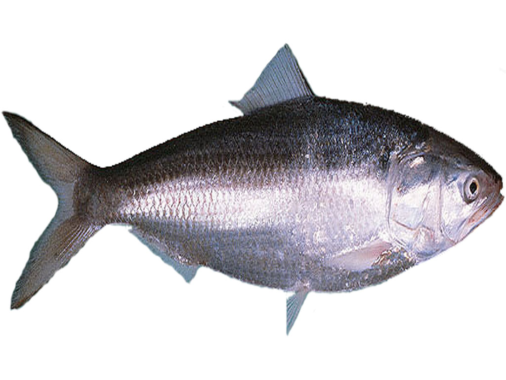 Hilsa Fish