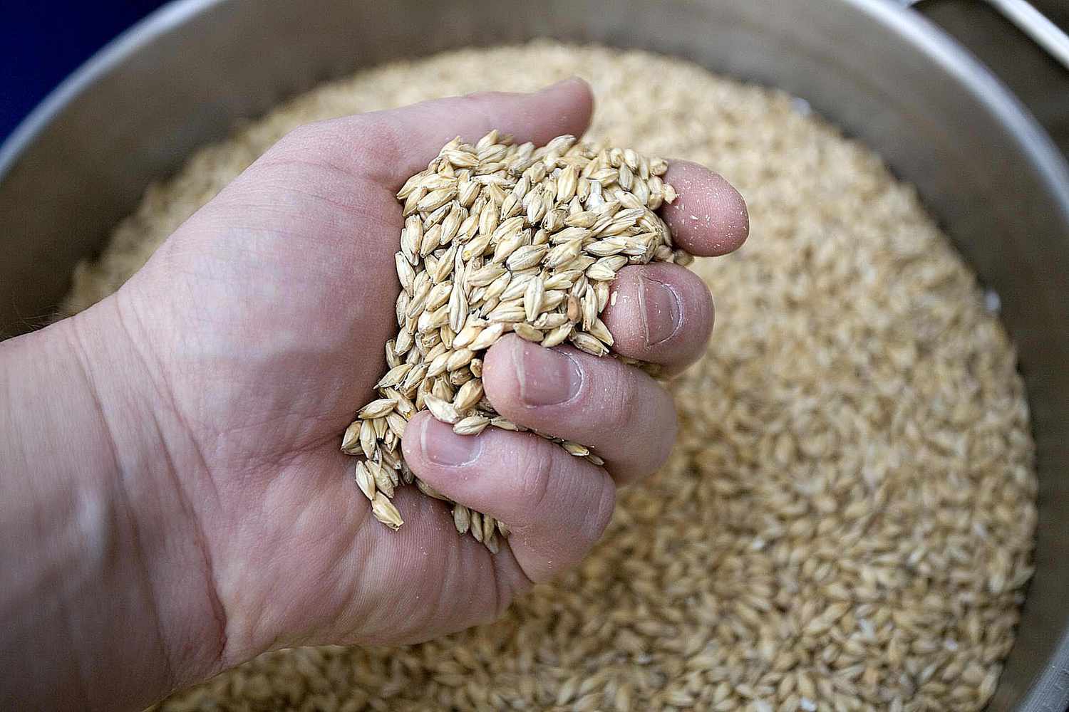 Malting Barley