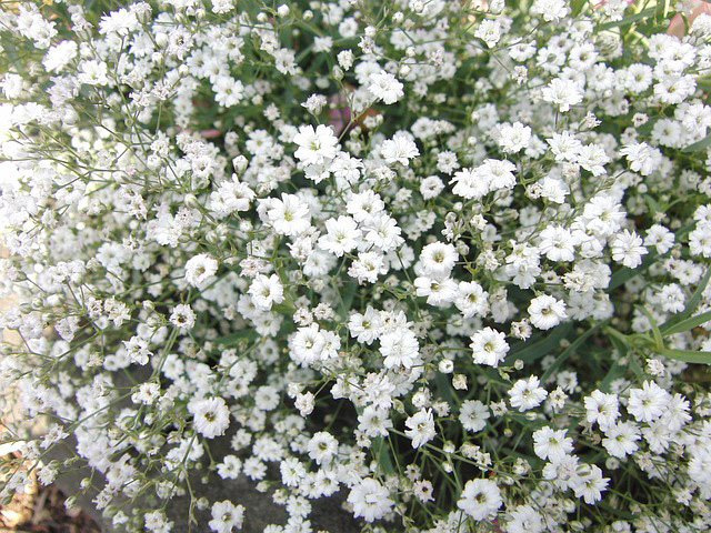 Gypsophila Flower