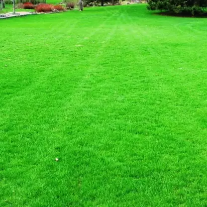 Lawn Grass