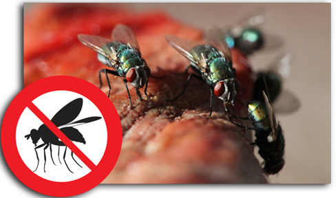 Fly Control services