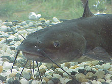Catfishes
