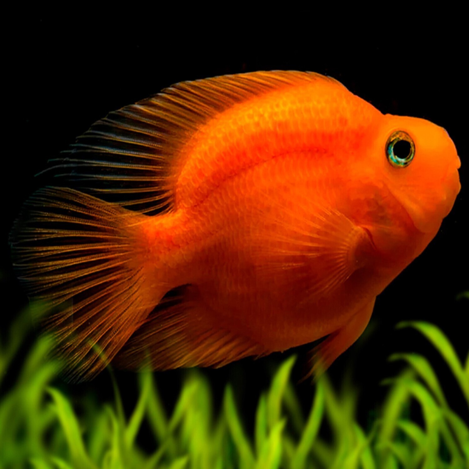 Parrot Fish