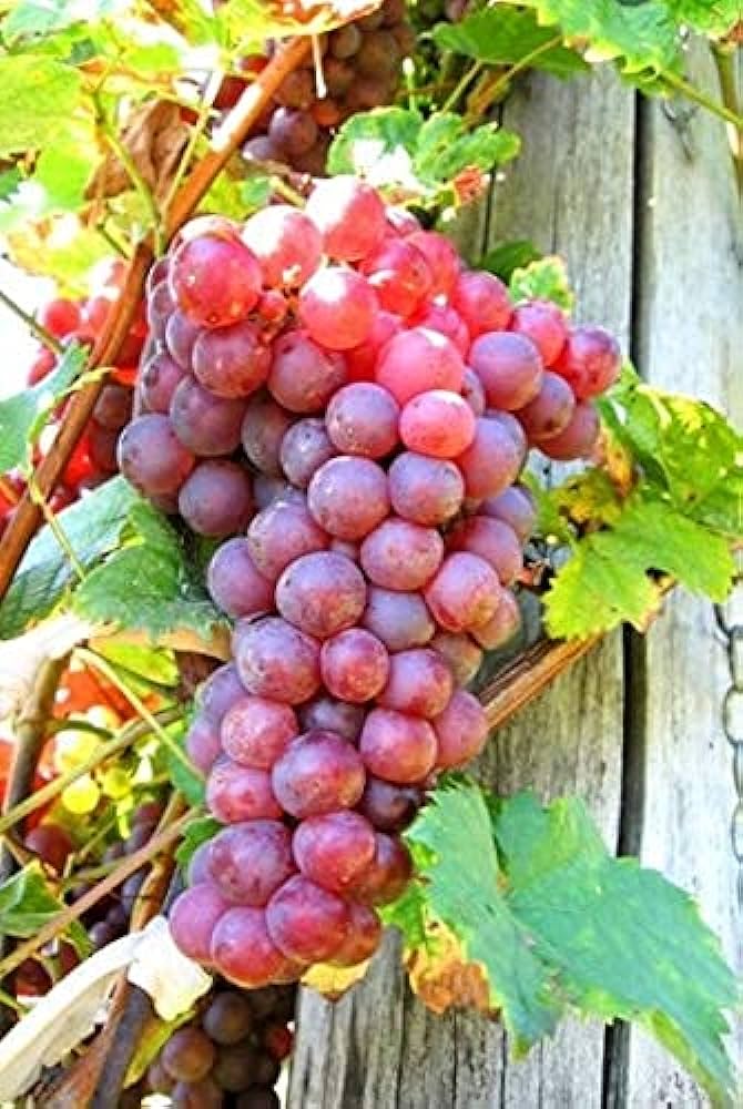 Flame Seedless Grapes