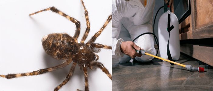 Spider Pest Control