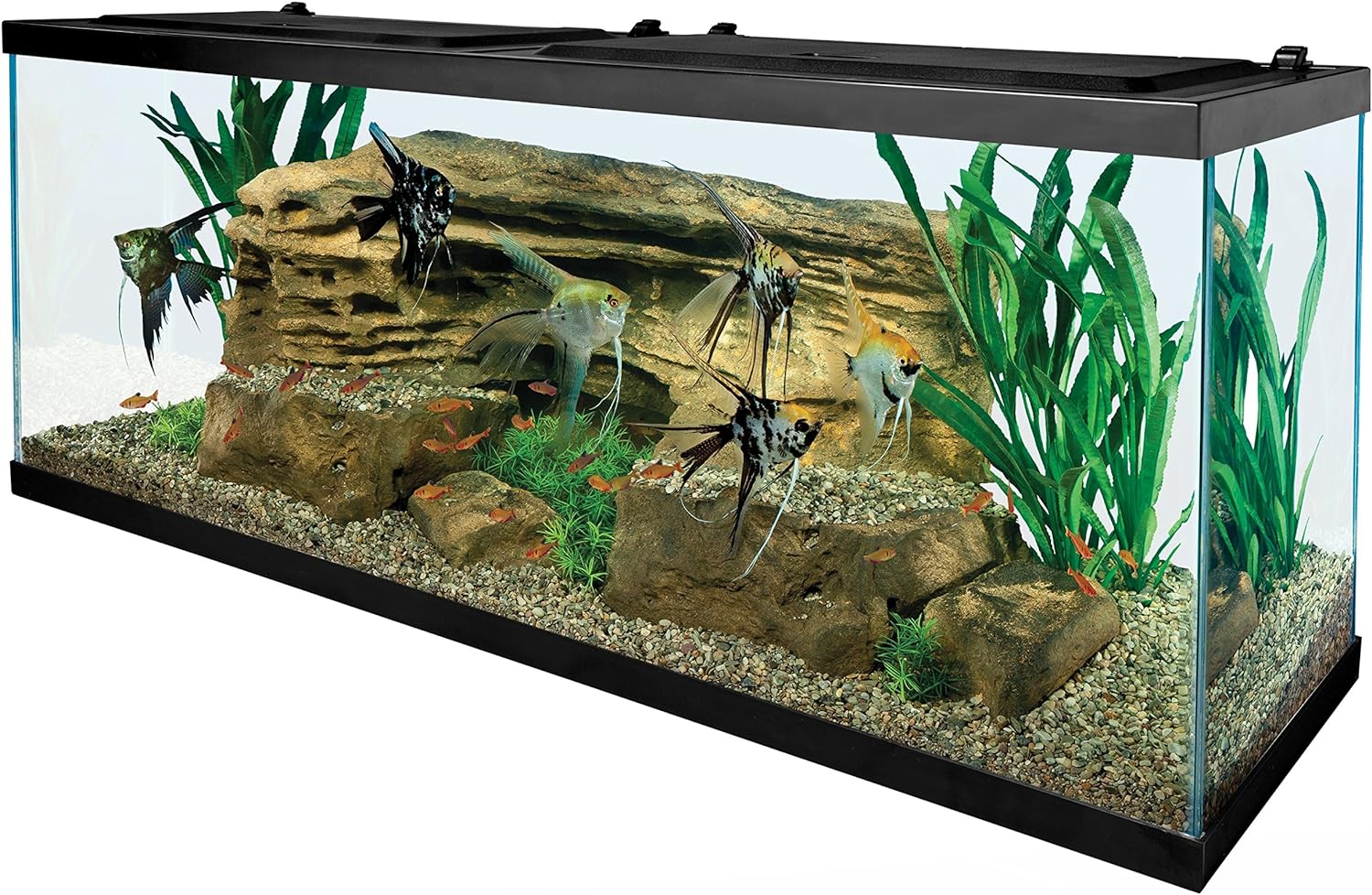 Fish Tanks