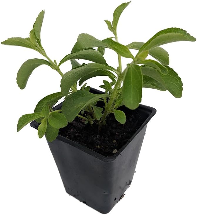 Sugar Plant