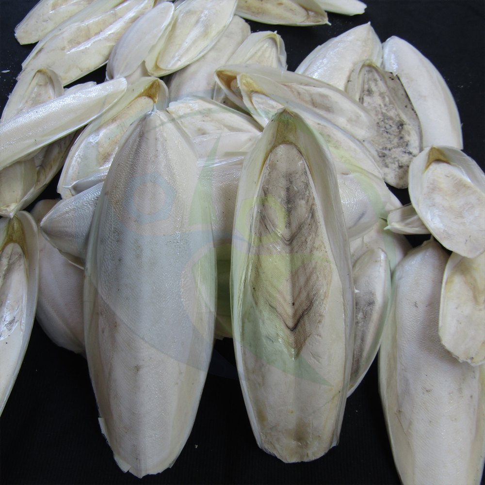 Cuttlefish Bone