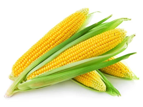 Yellow Corn