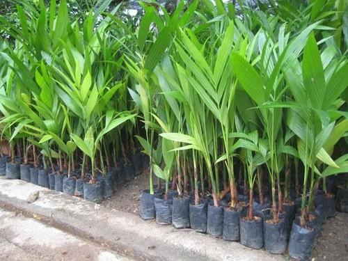 Agar Plant