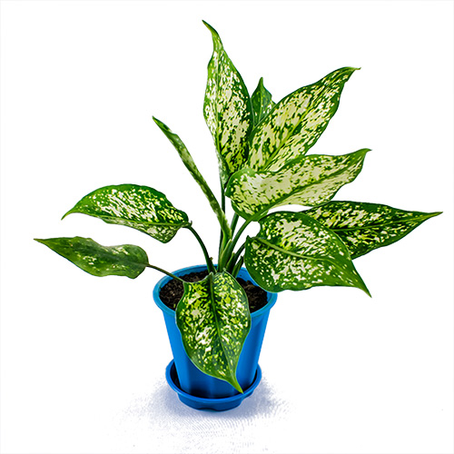 Aglaonema Plant