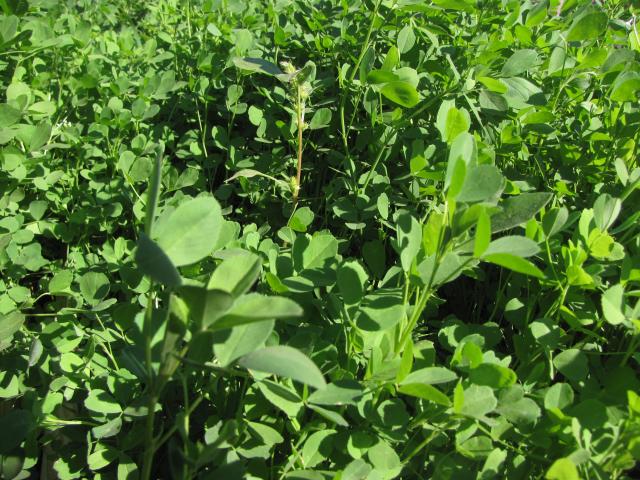 Alfalfa Grass