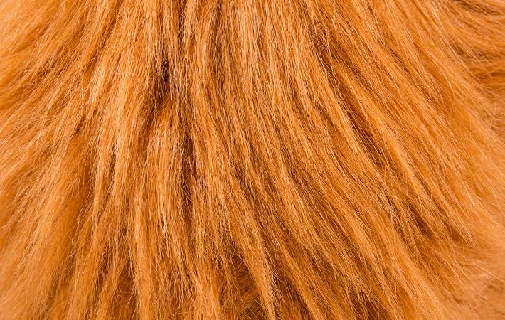 Animal Hair