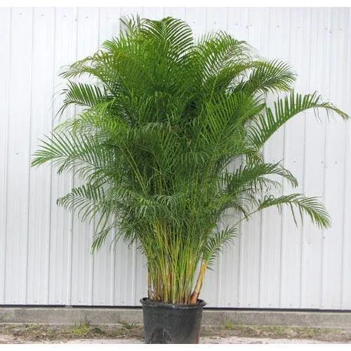 Areca Palm Plant