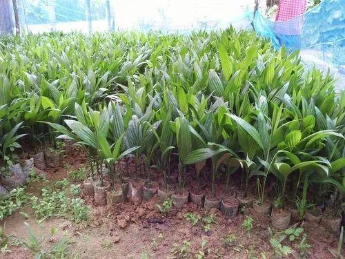 Arecanut Plant