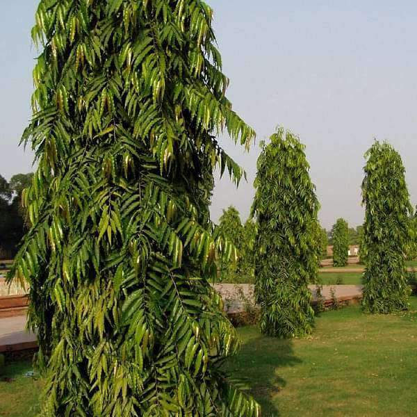 Ashoka Tree