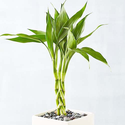 Bamboo Plant