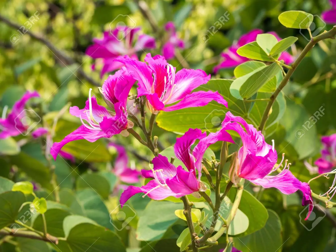 Bauhinia Purpurea