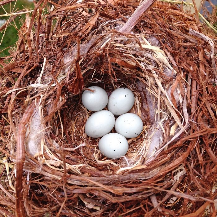 Birds Egg