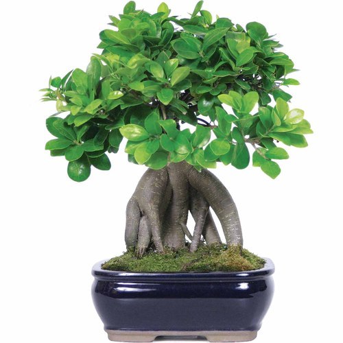 Bonsai Plants