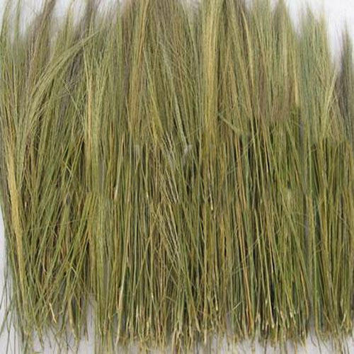 Broom Grass