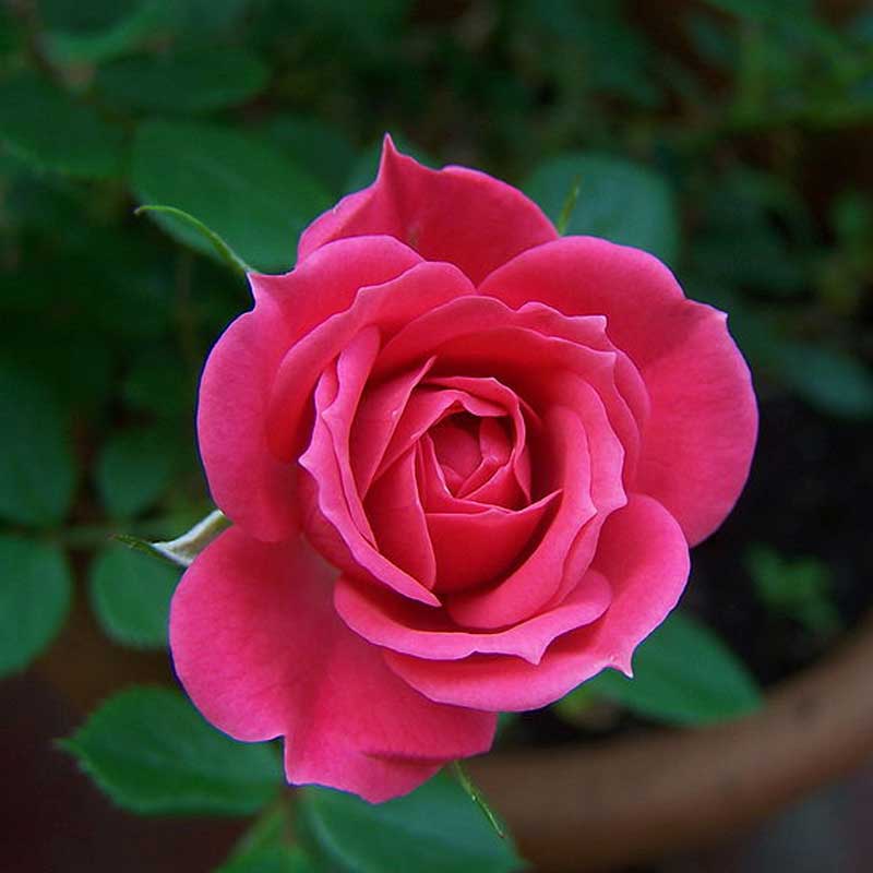 Button Rose