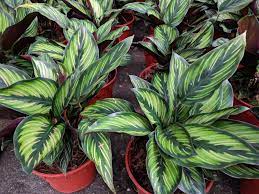 Calathea Plant
