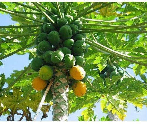 Carica Papaya