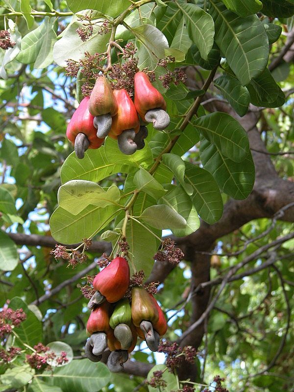 Cashew Plant