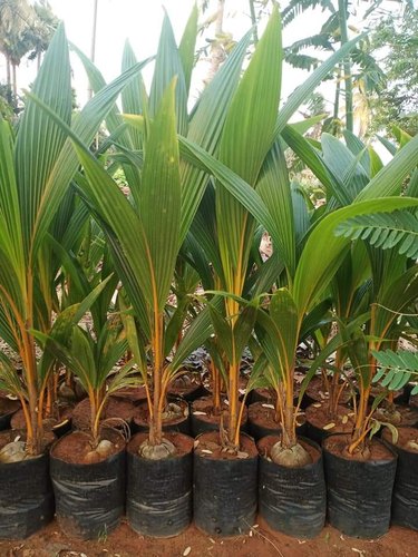 Coconut Plants