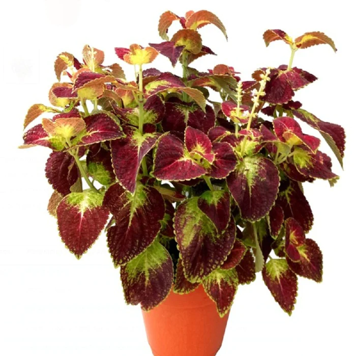 Coleus Plant