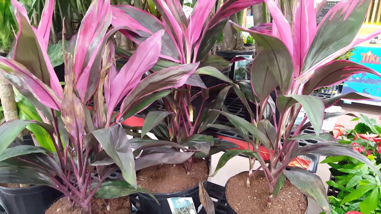 Cordyline Plant