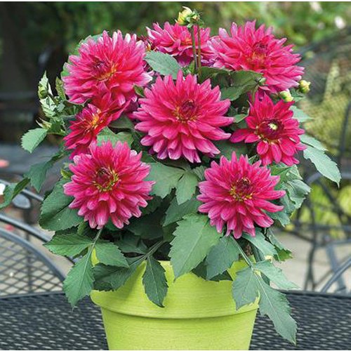 Dahlia Plant
