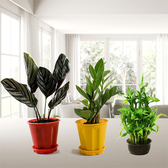 Decorative Plants