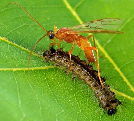 Biological Pest Control