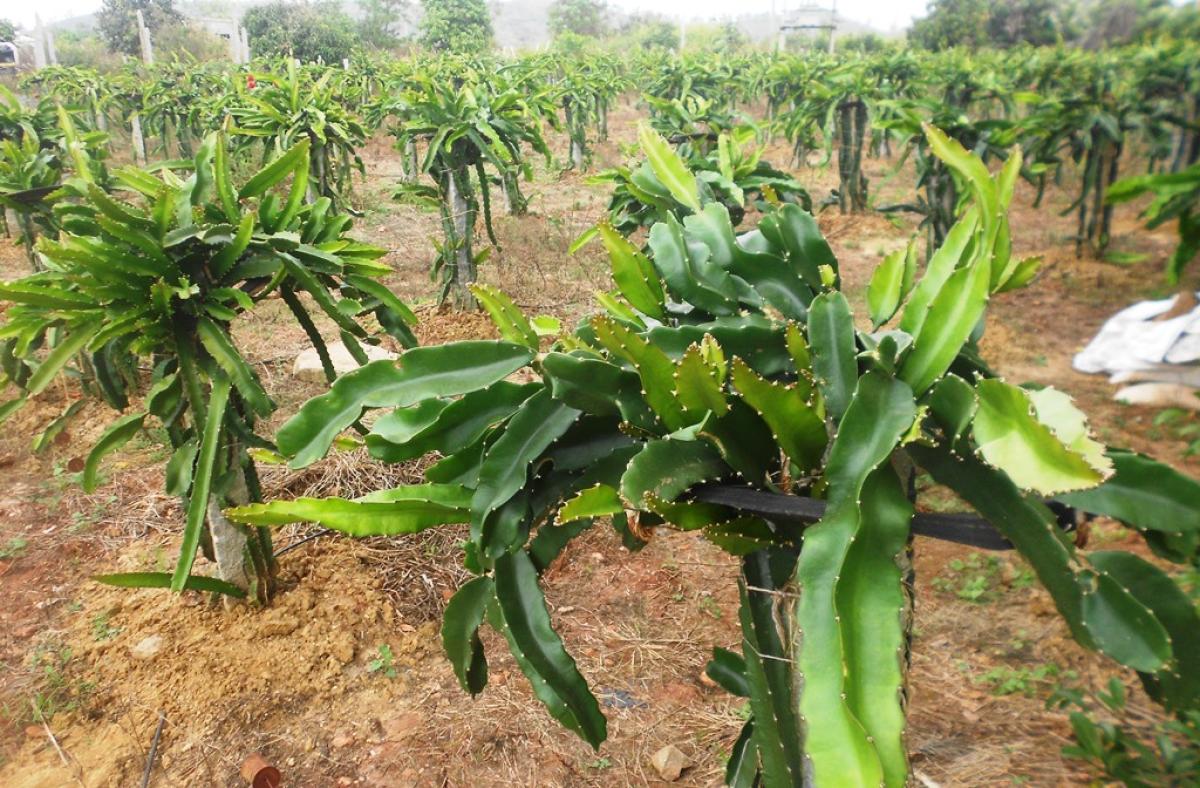 Dragon Fruit Plant