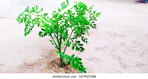 Drumstick Plants