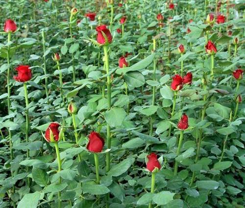 Dutch Roses