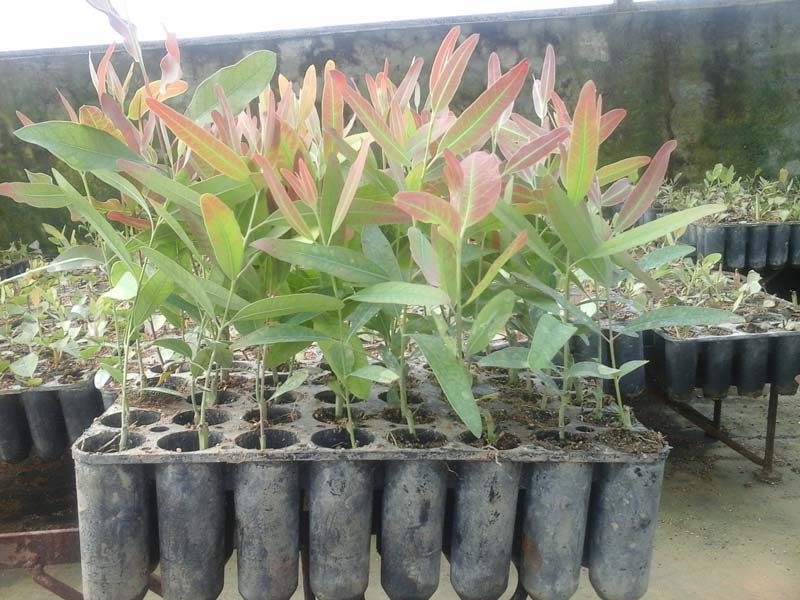 Eucalyptus Clone Plants